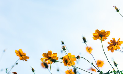 Wild Flowers