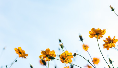 Wild Flowers