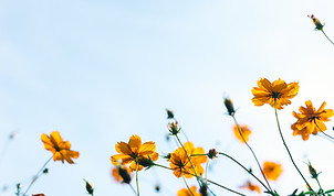 野生の花
