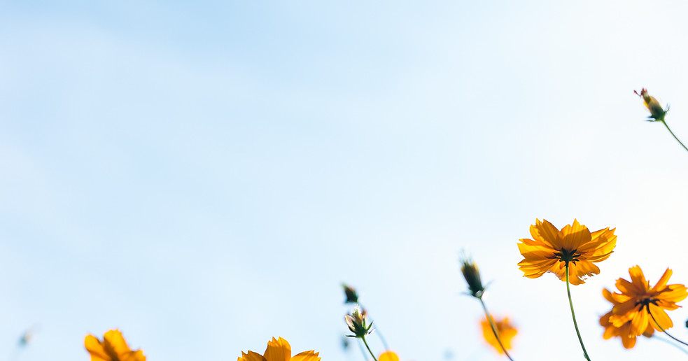 Wild Flowers