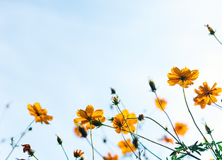 Wild Flowers