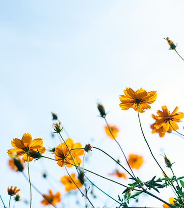 fleurs sauvages
