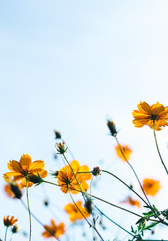 Wild Flowers