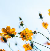 Wild Flowers