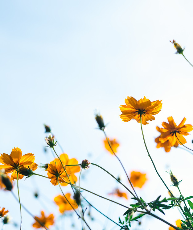 Wild Flowers