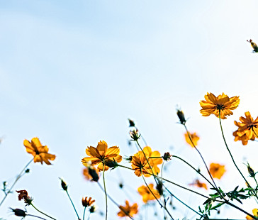 Wild Flowers
