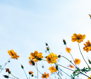 Wild Flowers