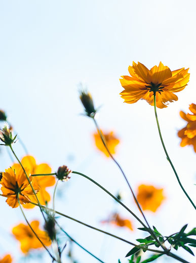 Wild Flowers