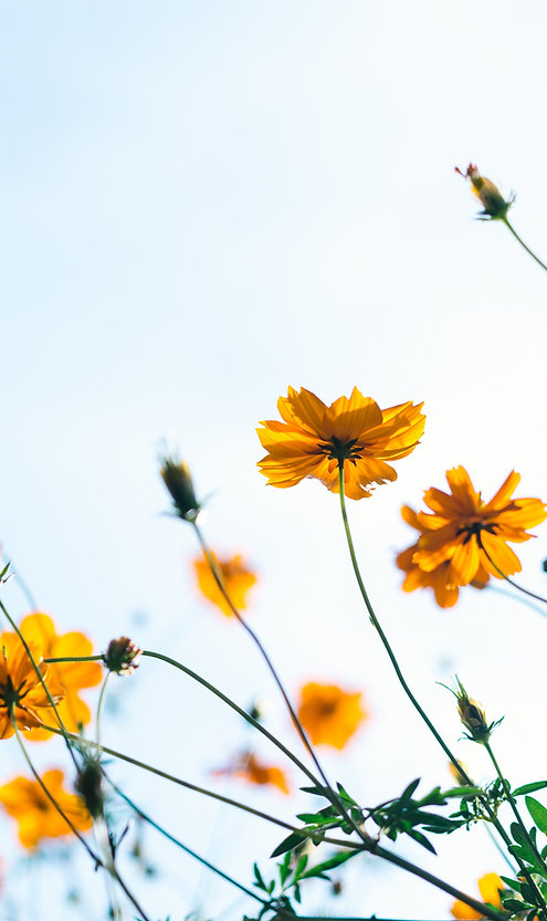 Wild Flowers