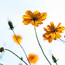 Wild Flowers