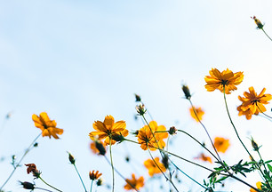 Wild Flowers