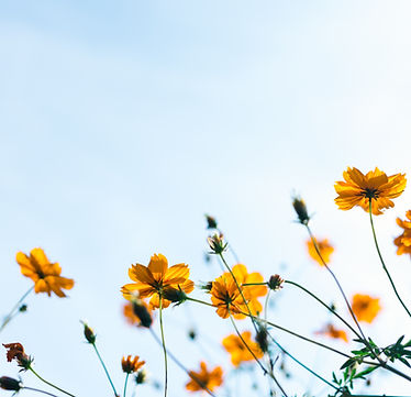 Wild Flowers