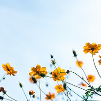 野生の花