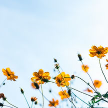 Wild Flowers