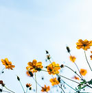 Wild Flowers