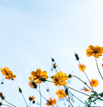 wild Flowers