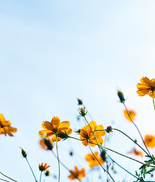 Wild Flowers