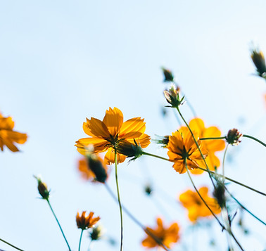 Wild Flowers