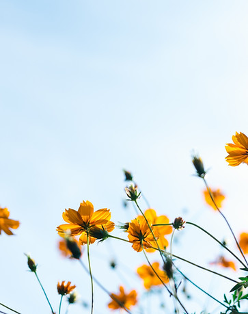 Wild Flowers