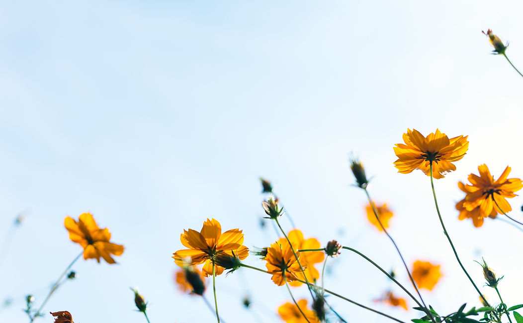 Yellow Flowers Outside