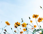 Wild Flowers