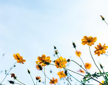 Fleurs jaunes à l'extérieur