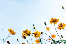 Wild Flowers
