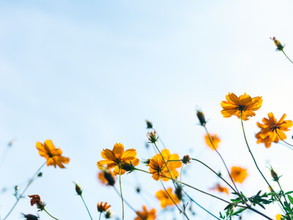 Wildblumen