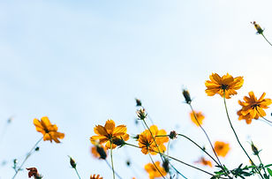 野生の花