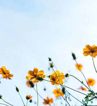 Wild Flowers
