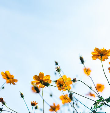 野生の花