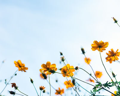 Gelbe Blumen draußen