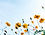Wild Flowers