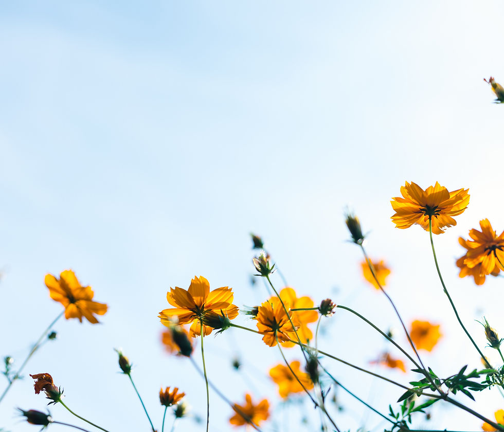 Wild Flowers
