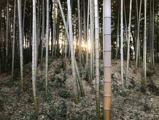 借景
