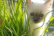 20200620_190415 saraya.jpg
