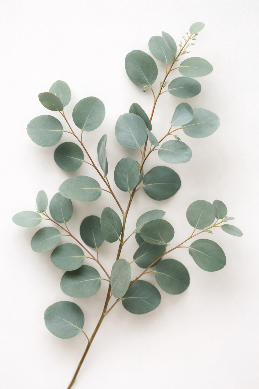 FRAGRANCIA | EUCALIPTO