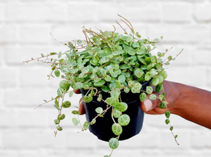 Peperomia Prostrata String of Turtles Care Guide
