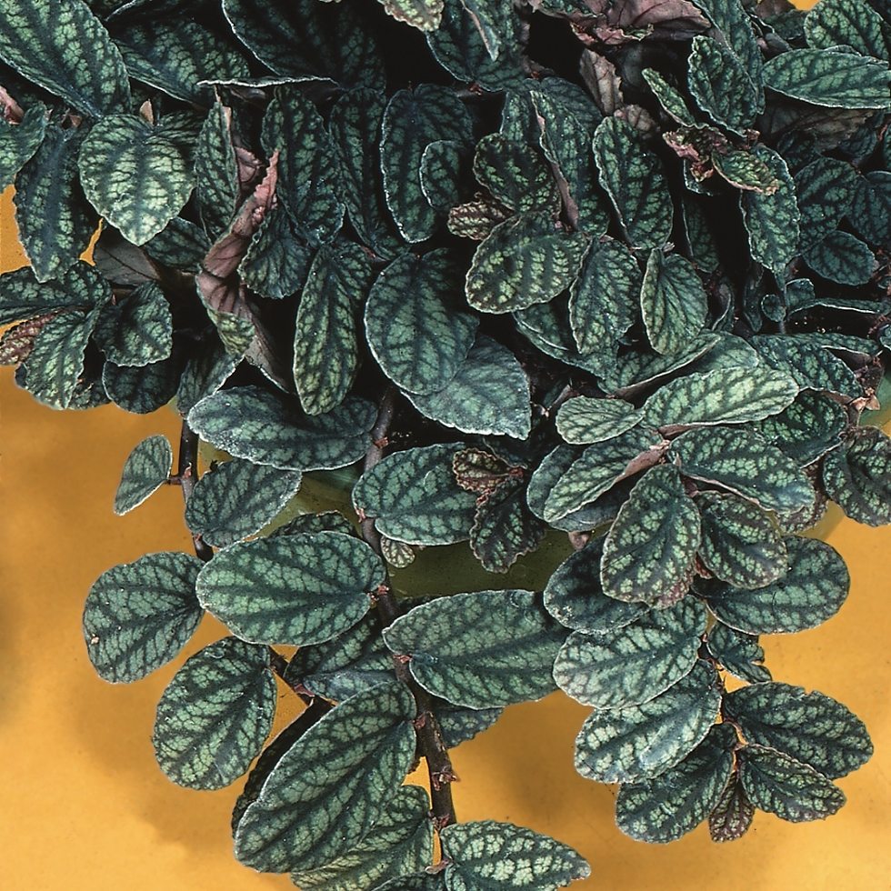 Google Image