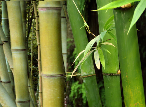 Sugarcane Bamboo | home