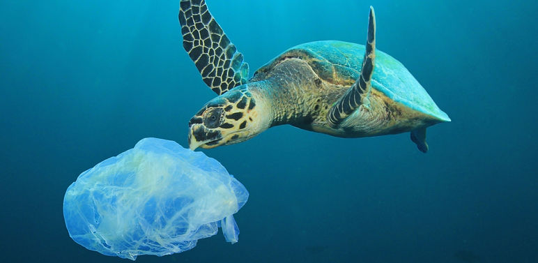 Sea turtle with plastic bag