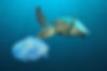 Plastic%2520Polluted%2520Ocean_edited_ed