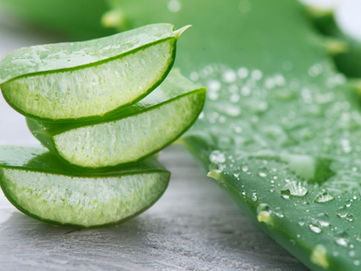 Aloe-Vera Gel selber machen