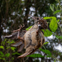 Bluejay_Portrait2--19.jpg