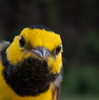 Bluejay_Portrait2--25.jpg