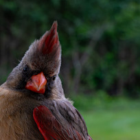 Bluejay_Portrait2--18.jpg