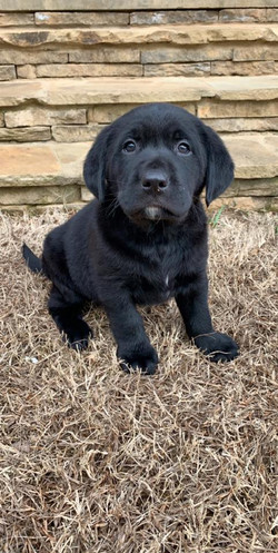 Lab Puppies Alabama Lab Puppies Georiga Hunting Labs