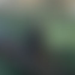 Cormorant Fishing in Tongli