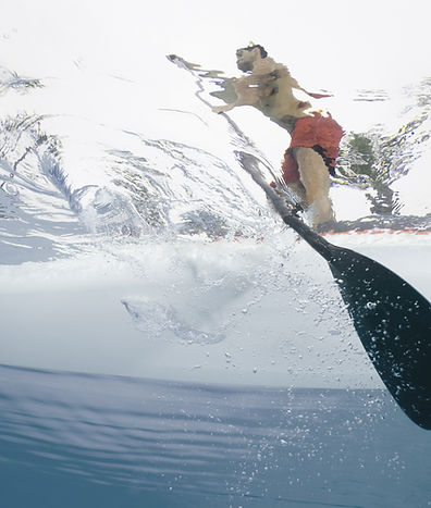 Guy on SUP