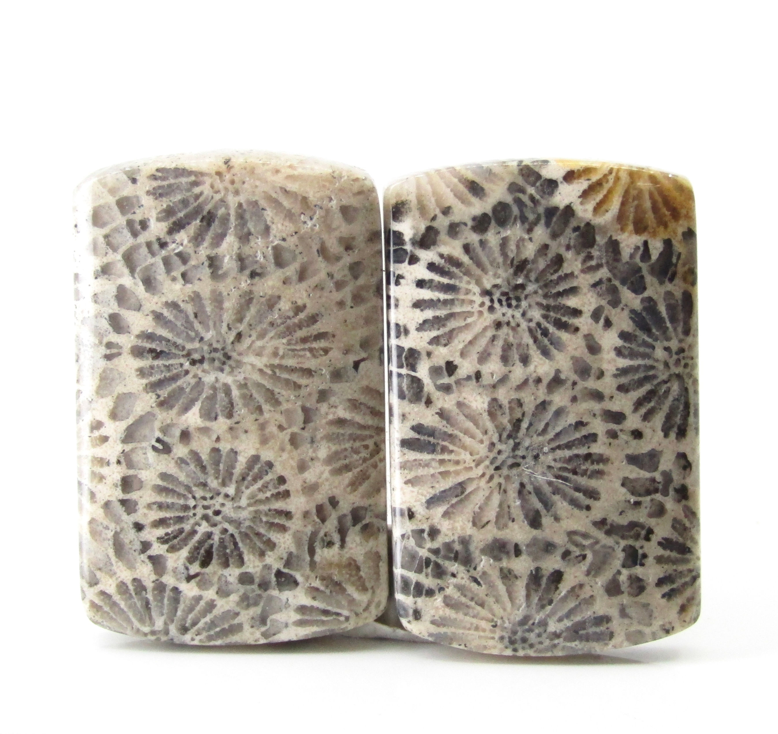 Indonesian Fossilized Coral Pair